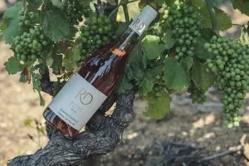 Vin du domaine