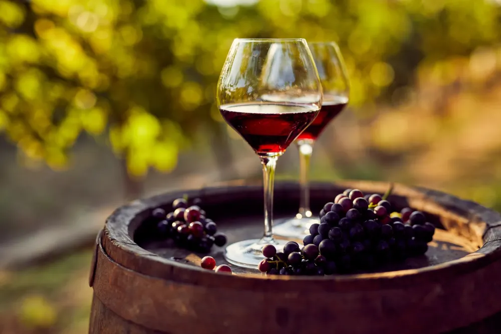 dégustation de vin rouge
