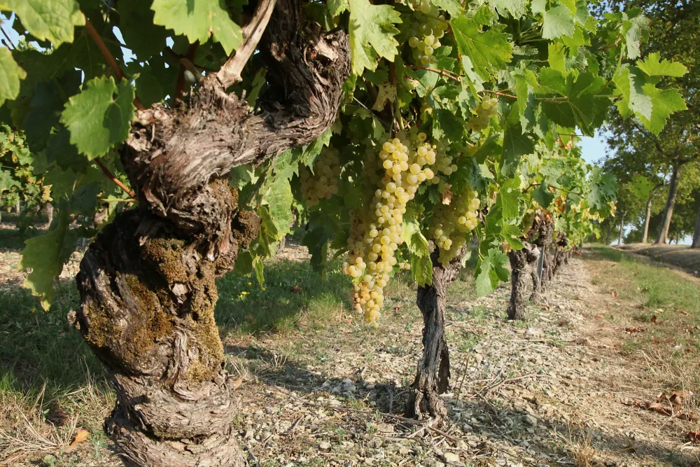 vignes