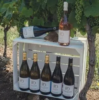 vin Romain D'Aniello