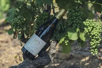 vin Romain D'Aniello