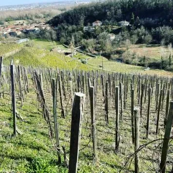 Domaine Romain D'Aniello